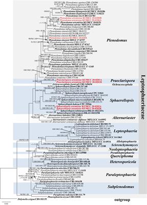 The Plant Family Asteraceae Is a Cache for Novel Fungal Diversity: Novel Species and Genera With Remarkable Ascospores in Leptosphaeriaceae